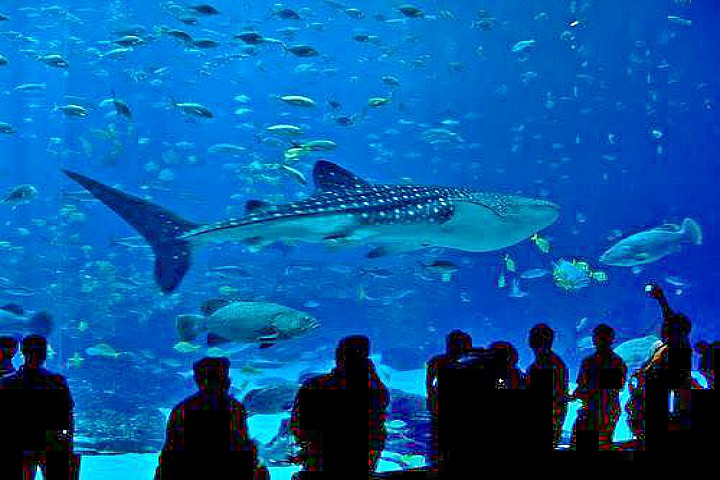 Hurghada Grand Aquarium