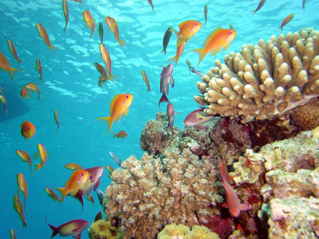 Sharm El Naga Snorkeling Trip