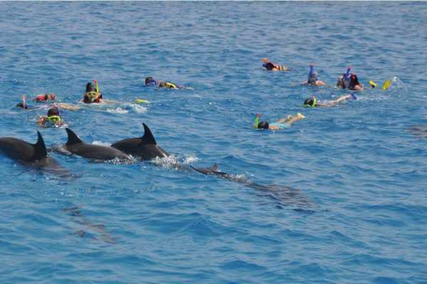 dolphin house hurghada